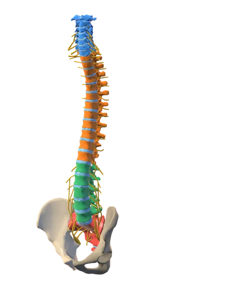 Colonne vertébrale et bassin en 3D, vus de trois quarts : vertèbres cervicales en bleu, thoraciques en orange, lombaires en vert, sacrum et coccyx en rouge, disques intervertébraux en bleu clair et racines nerveuses en jaune.